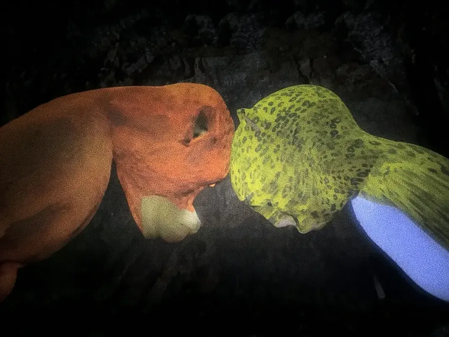 Niu Lai the calf and the lark character face to face in a cave, the two characters voiced by the film's entire two-person cast